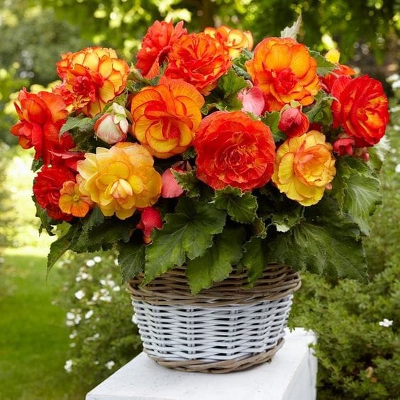 flori de balcon care iubesc soarele Begonia