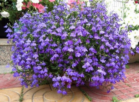flori de balcon care iubesc soarele Lobelia 1