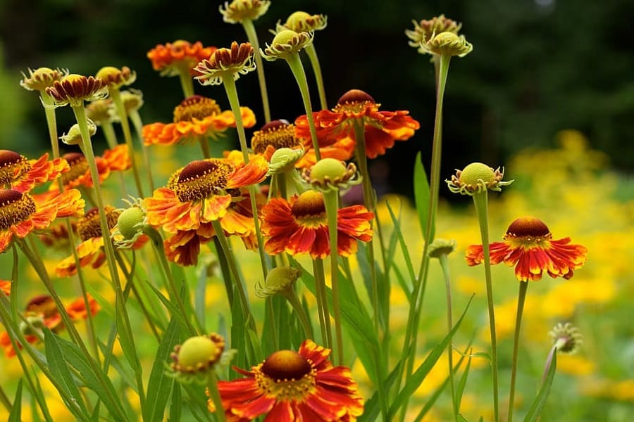 flori de gradina inalte helenium