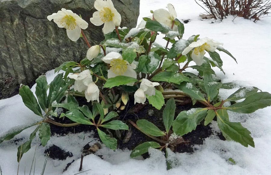 helleborus niger