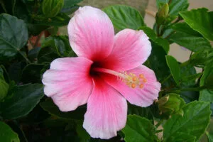 Trandafir Japonez Ingrijire