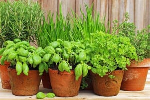 Top 10 plante aromatice perene
