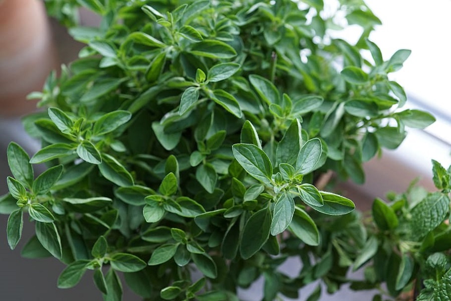 plante aromatice perene Oregano