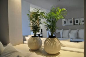 Top 7 cele mai eficiente plante care absorb umiditatea