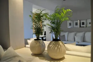 Top 7 cele mai eficiente plante care absorb umiditatea