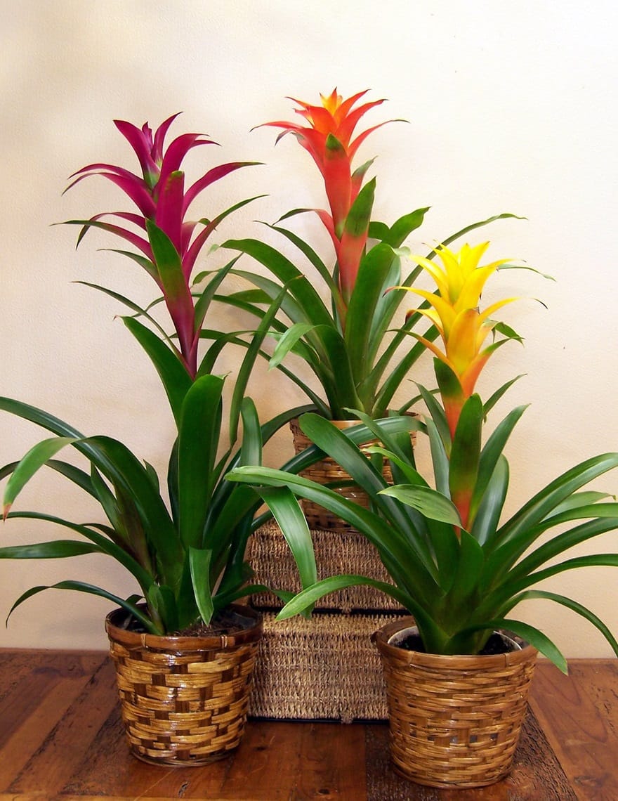 plante care absorb umiditatea Bromelia