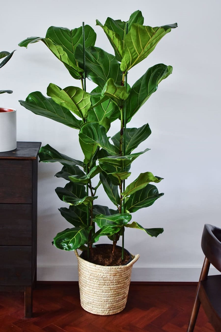plante care absorb umiditatea Ficus