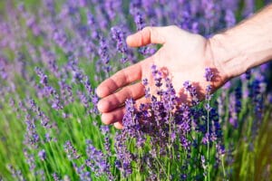 Plante care alunga tantarii