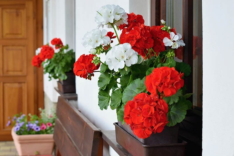 plante care alunga tantarii Geranium