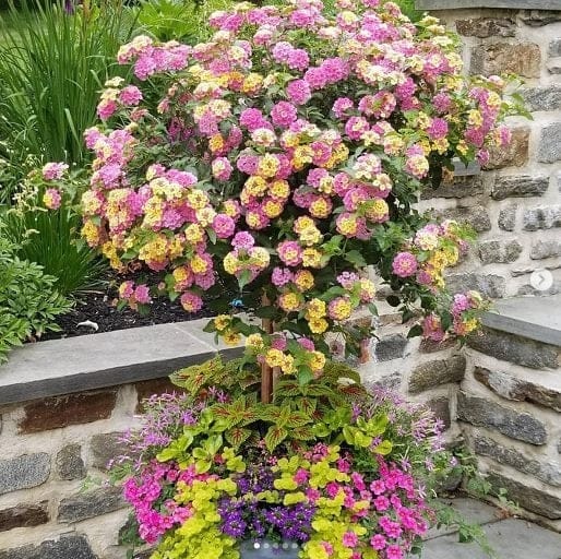 plante care alunga tantarii Lantana