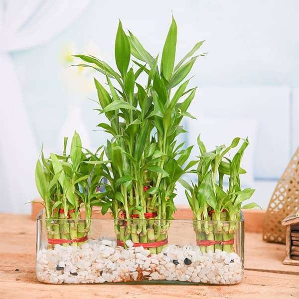 plante care atrag banii Lucky bamboo 1