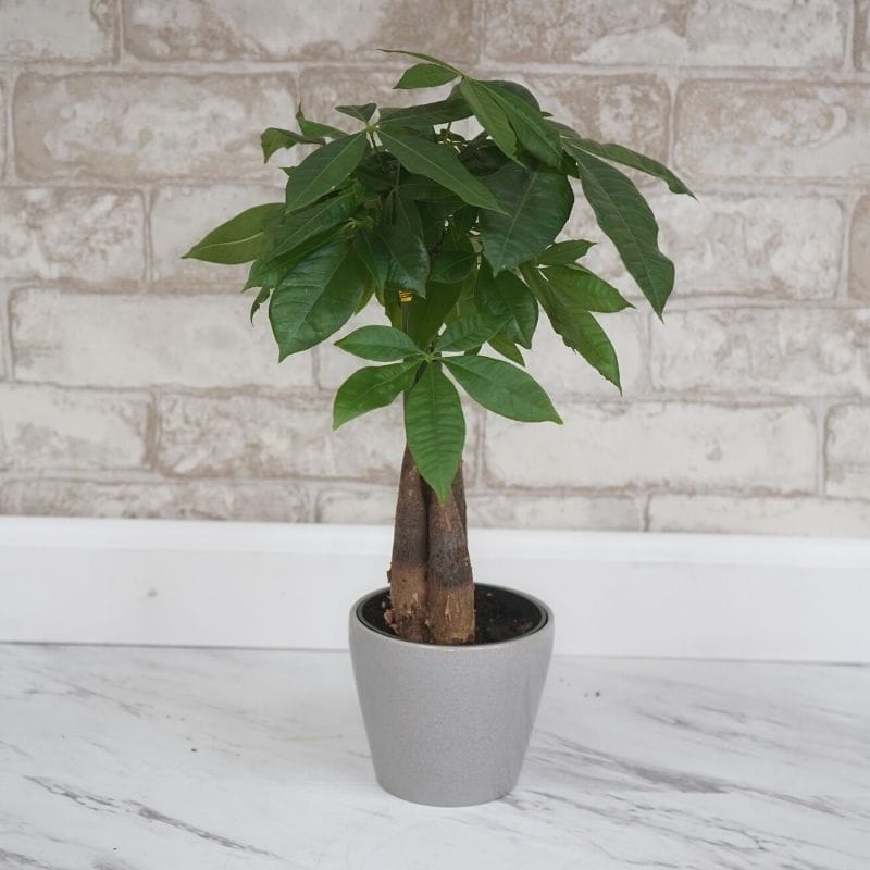 plante care atrag banii Pachira