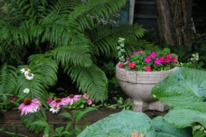 Plante care cresc la umbra