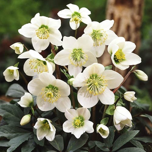 plante care cresc la umbra Helleborus Niger
