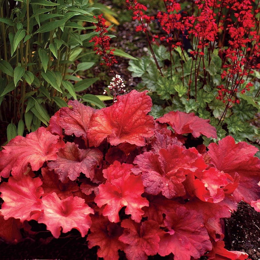 plante care cresc la umbra Heuchera (Coral Bells) 1
