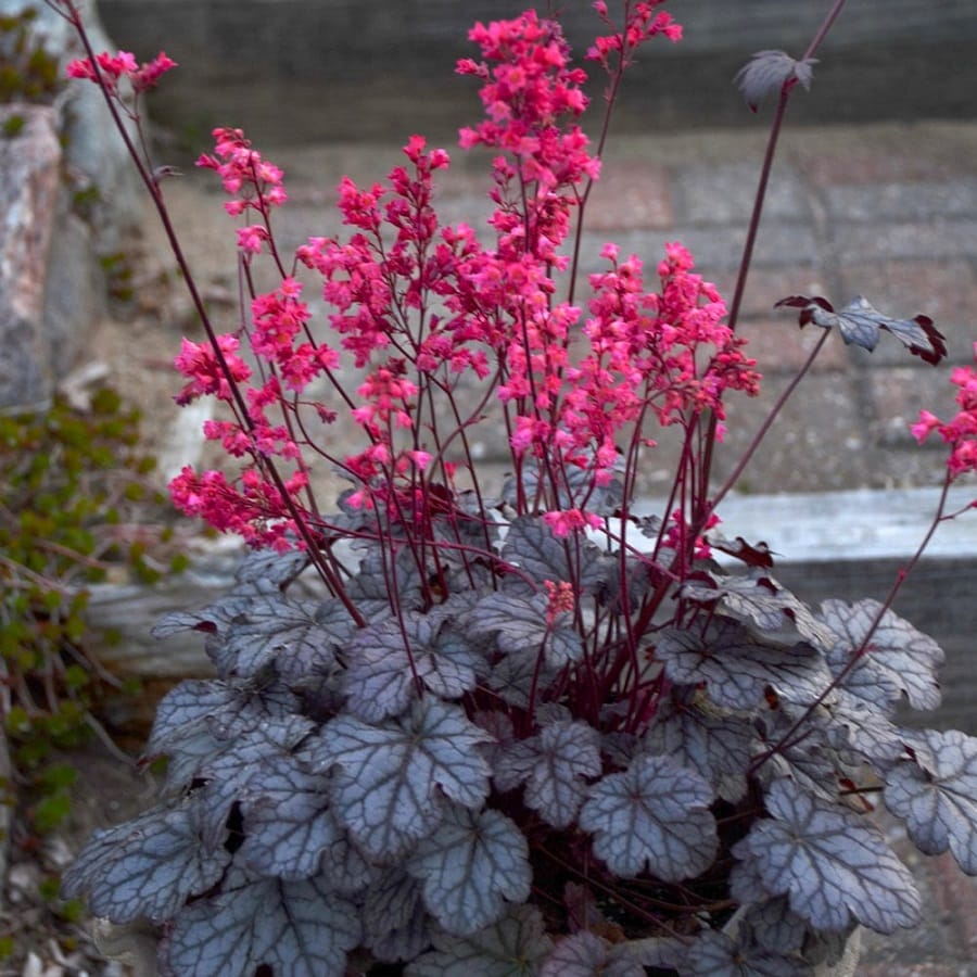 plante care cresc la umbra Heuchera (Coral Bells)
