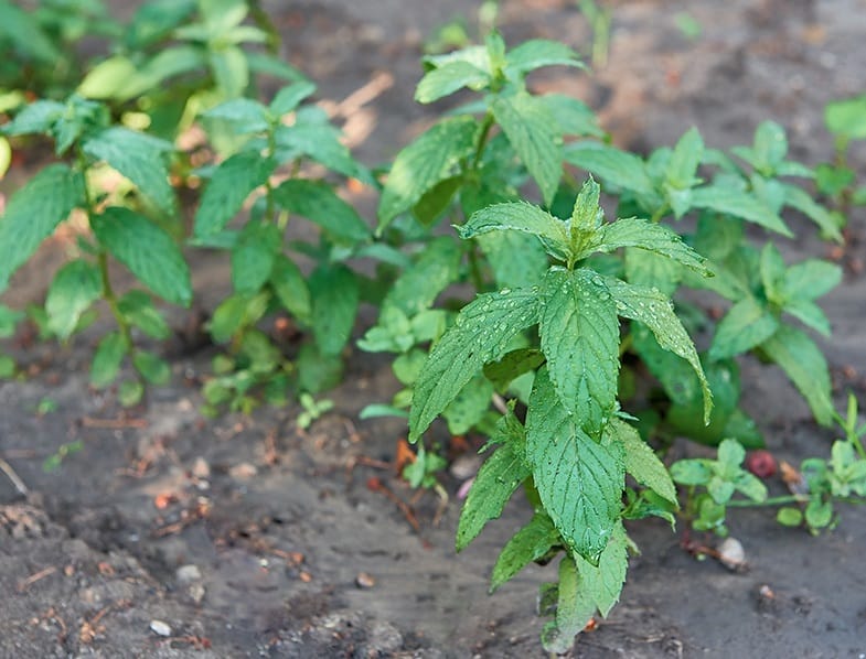 plante care cresc la umbra Menta