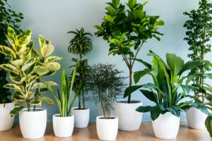 Top 7 plante care purifica aerul