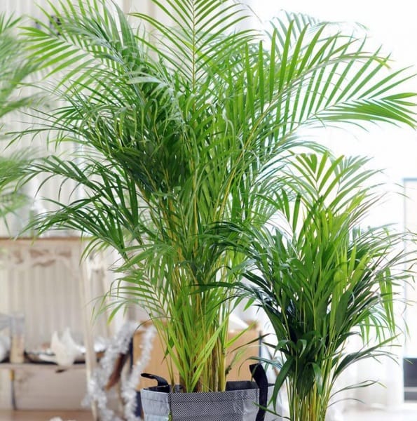 plante care purifica aerul Areca