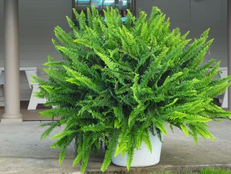 plante care purifica aerul Feriga