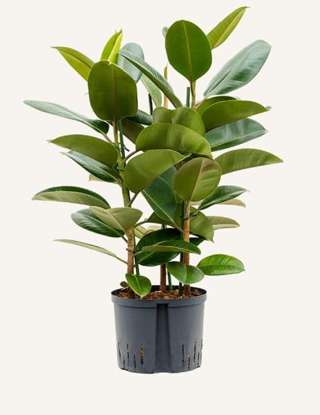 plante care purifica aerul Ficus