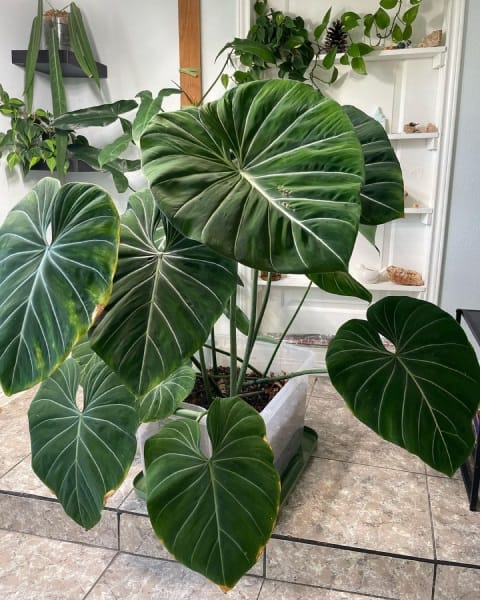 plante care purifica aerul Philodendron
