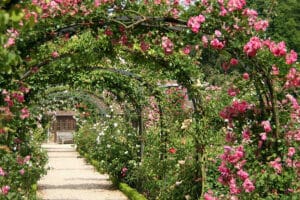 Plante cataratoare cu crestere rapida