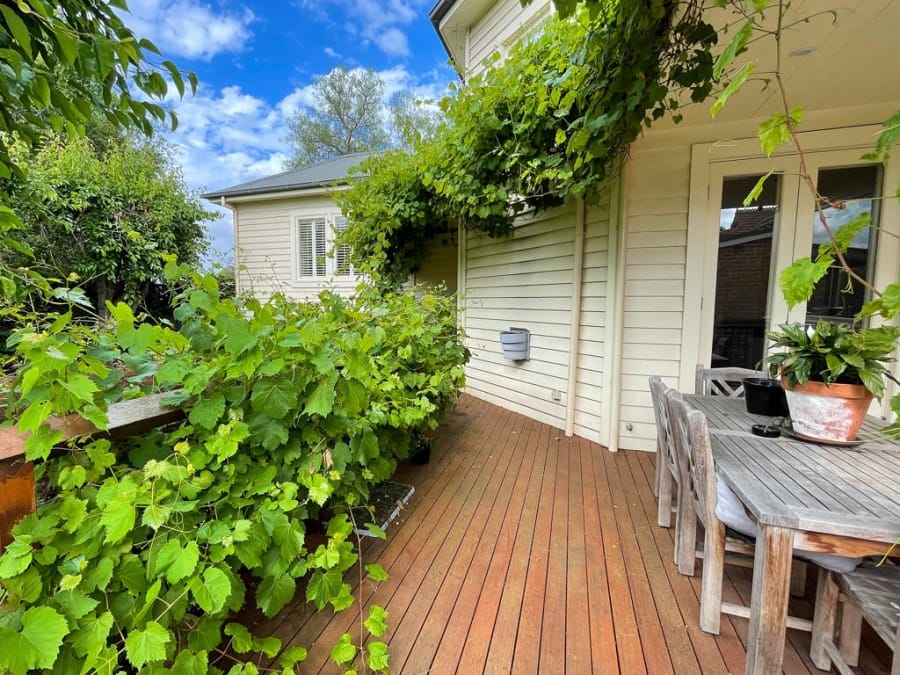 plante cataratoare cu crestere rapida Vita de vie