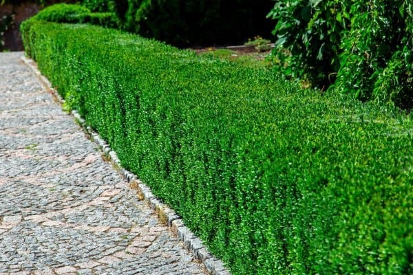plante de gradina vesnic verzi Buxus