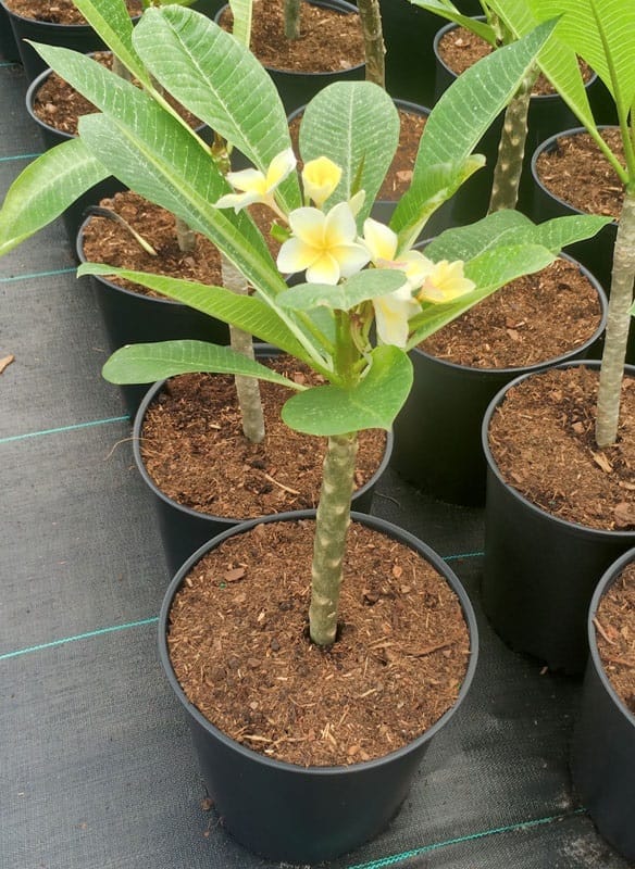 plumeria inflorita