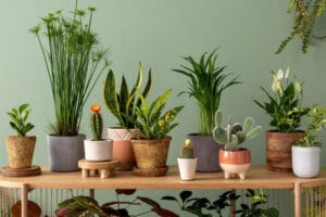 Top 10 cele mai frumoase plante de apartament