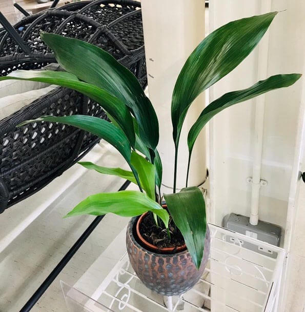top 10 cele mai frumoase plante de apartament Aspidistra elatior