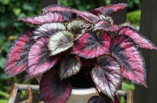 top 10 cele mai frumoase plante de apartament Begonia rex