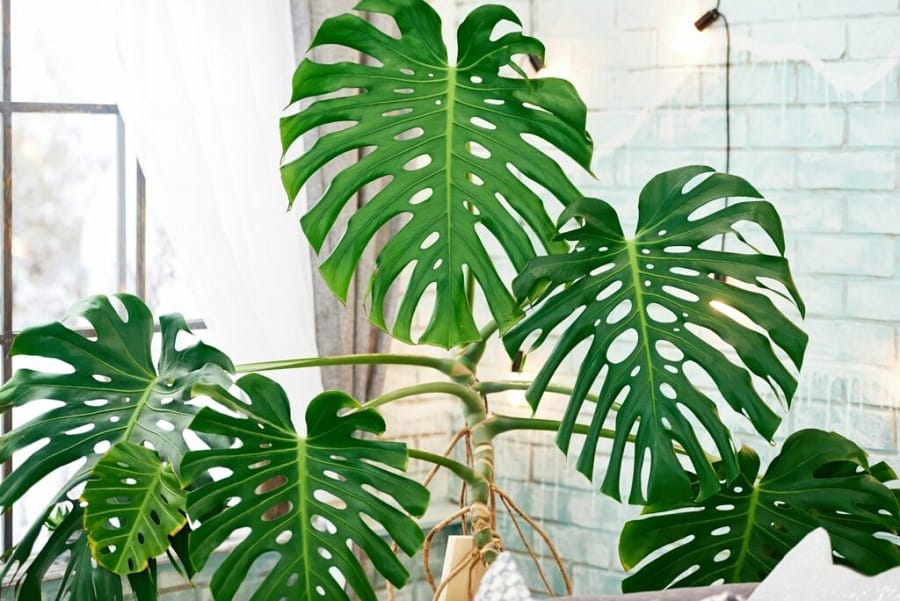 top 10 cele mai frumoase plante de apartament Monstera deliciosa