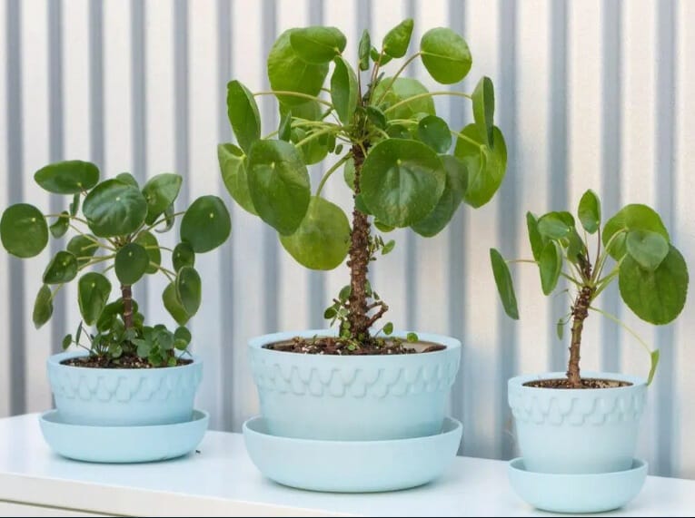 top 10 cele mai frumoase plante de apartament Pilea peperomioides