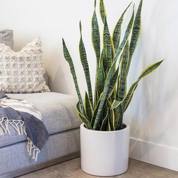 top 10 cele mai frumoase plante de apartament Sansevieria