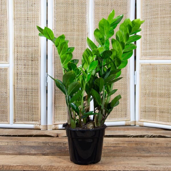 top 10 cele mai frumoase plante de apartament Zamioculcas