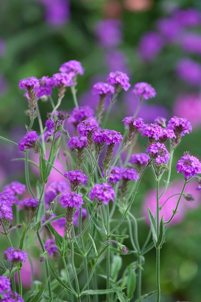 verbena rigida