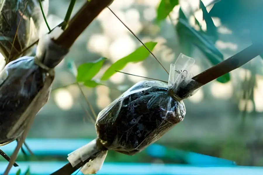 Maslin in ghiveci ingrijire si inmultire 12