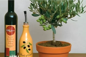 Maslin in ghiveci ingrijire si inmultire