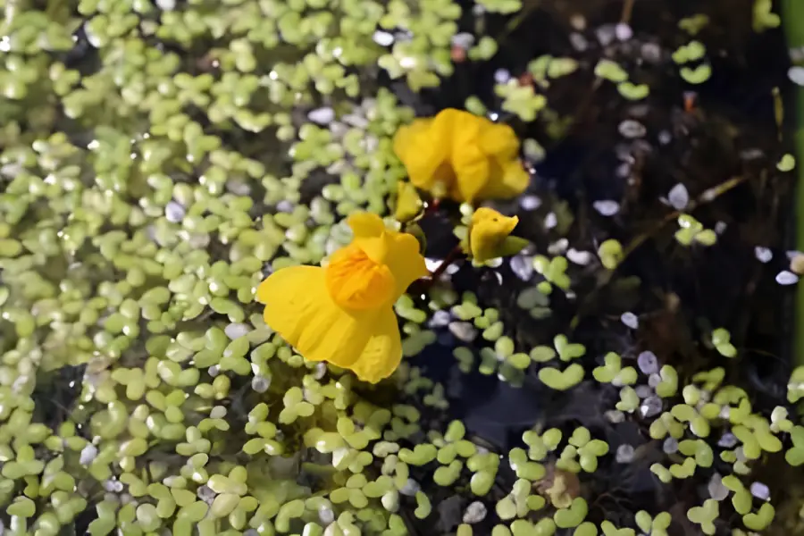 Plante carnivore Bladderwort (Genul Utricularia)