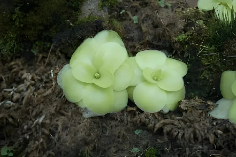 Plante carnivore Butterwort (Genul Pinguicula)