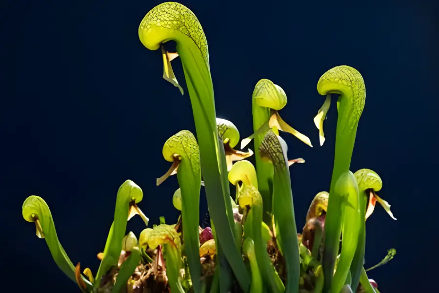 Plante carnivore Cobra Lily (Darlingtonia californica)