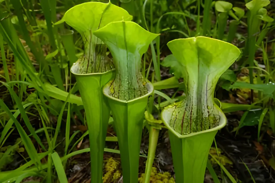 Plante carnivore Pitcher Plant (Genul Sarracenia)