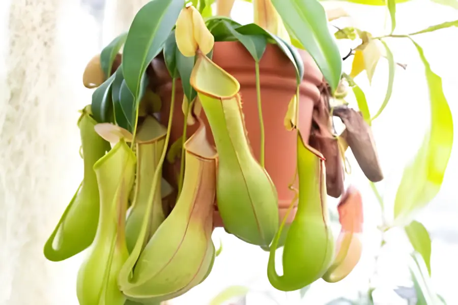Plante carnivore Pitcher Plant (Genul Sarracenia)3