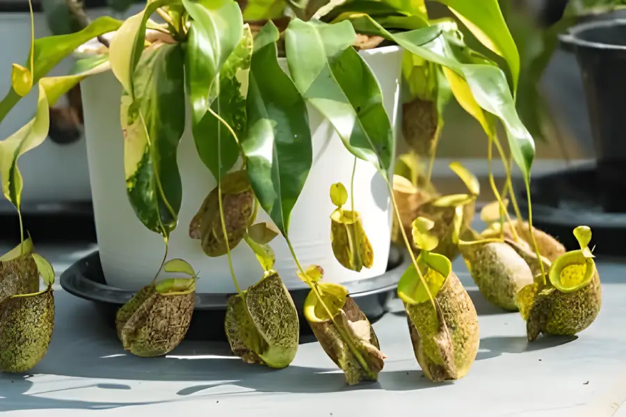 Plante carnivore Pitcher Plant (Genul Sarracenia)5