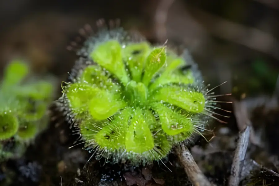 Plante carnivore Sundew (Genul Drosera)1