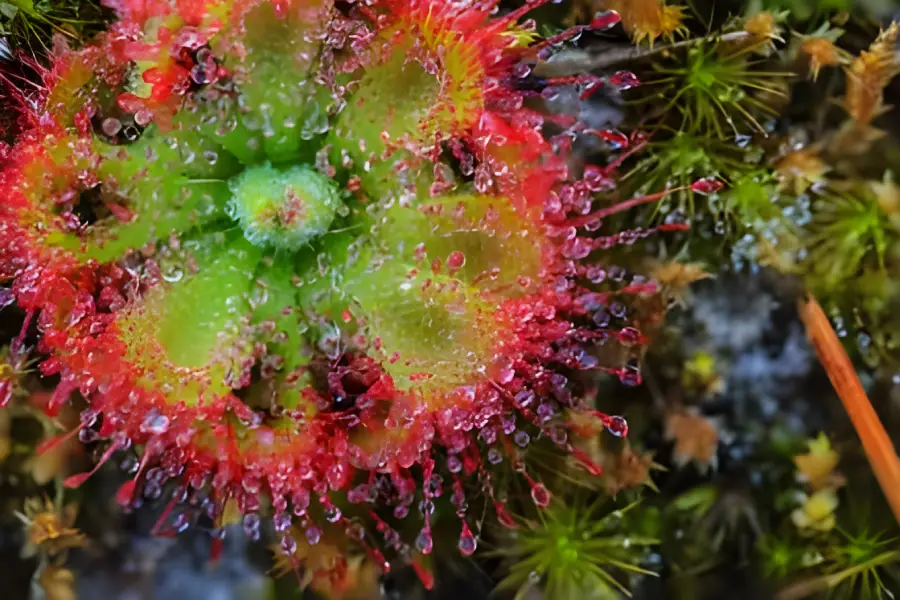 Plante carnivore Sundew (Genul Drosera)2