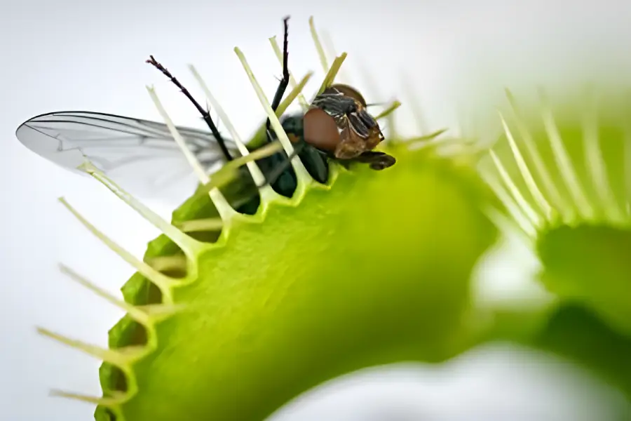 Plante carnivore Venus Flytrap (Dionaea muscipula)5