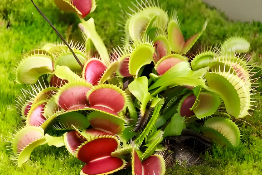 Plante carnivore Venus Flytrap (Dionaea muscipula)6